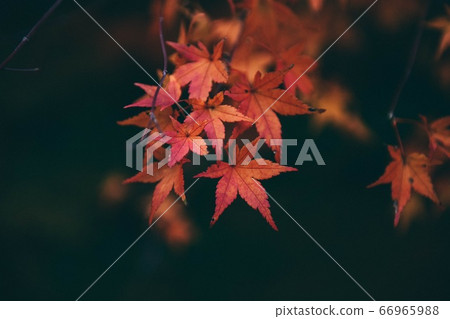 Autumn leaves 66965988