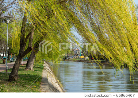Willow tree near the river 66966407