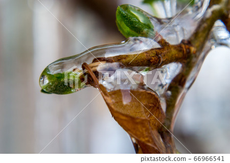 Close-up of frozen branches 66966541