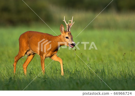 Calm roe deer buck going on meadow with green grass and reed in background 66966724