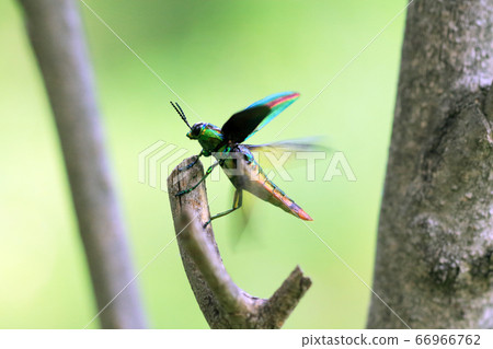 Flying pupa 66966762