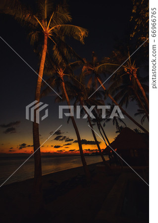 Silhouette of a palm tree Silhouette of a palm tree 66966765