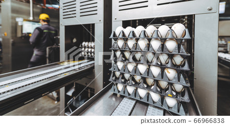 egg factory industry poultry conveyor production 66966838