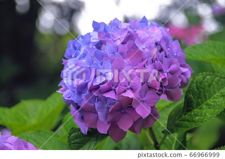  hydrangea 66966999