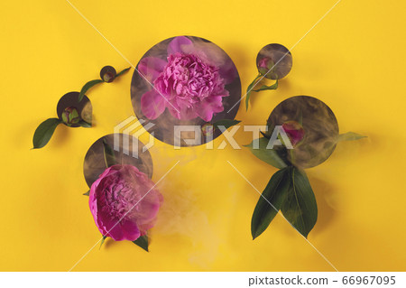 Pink summer peony flowers peep out from circles cut out in paper. Pink summer peony flowers peep out from circles cut out in paper. 66967095