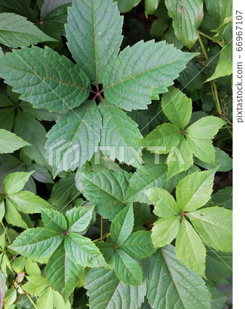 Leaf of plant in the forest 66967107