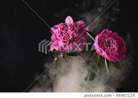 Bright pink peonies in a dark style with smoke around. 66967129