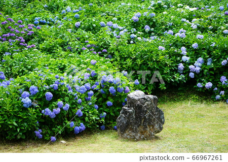 若狹繡球花西瓜戰士水上公園繡球花園 66967261