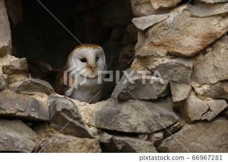 Barn Owl Looking Out of a Hole in a Wall - Tyto Barn Owl Looking Out of a Hole in a Wall - Tyto 66967281