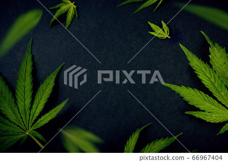 Trendy pattern leaves of marijuana, hemp on black background Cannabis background 66967404
