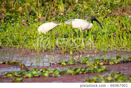 Little Egret (Egretta garzetta) A Small snow white heron with slender dark bill 66967901