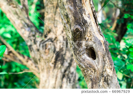 A hole in tree trunk of branch plant bark.  66967929