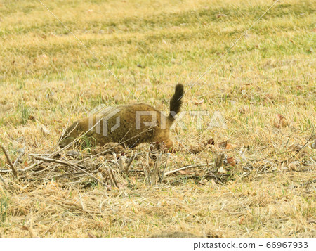 Groundhog/Woodchuck (Marmota monax) 66967933