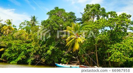 Lake, coconut palms and mangroves. Sri Lanka. Wide 66967958