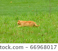 Cat in a meadow 66968017