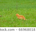 Cat in a meadow 66968018