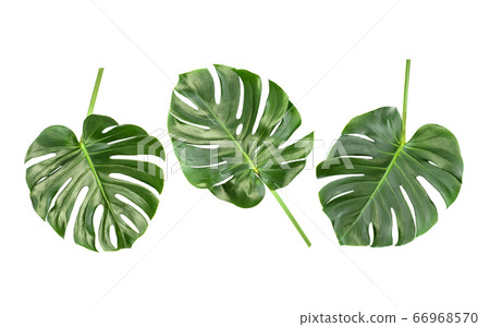 Monstera leaves white background Floral border 66968570