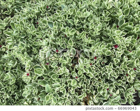 Floral background with leaves Floral background with leaves 66969043