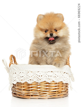 Pomeranian Spitz in wicker basket Pomeranian Spitz in wicker basket 66969224