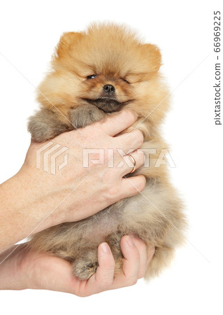 Pomeranian puppy smiles sitting in his hands Pomeranian puppy smiles sitting in his hands 66969225