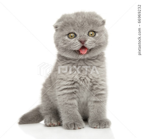 Portrait of a Scottish fold kitten 66969232