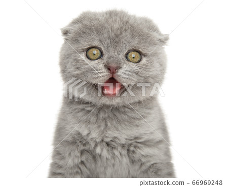 Scottish fold kitten on a white background. Scottish fold kitten on a white background. 66969248