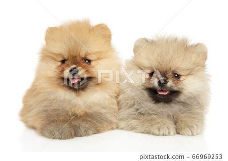 Two fluffy, smiling Pomeranian puppies Two fluffy, smiling Pomeranian puppies 66969253