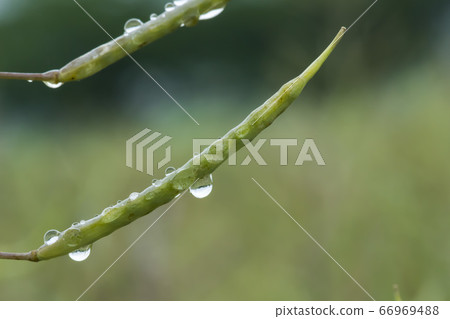 Dew Dew 66969488