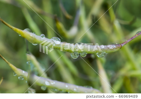 Dew 66969489