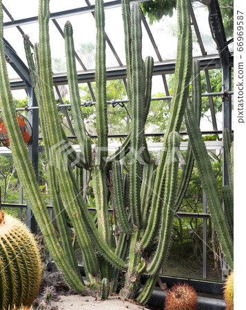 仙人掌朝霧閣 66969587