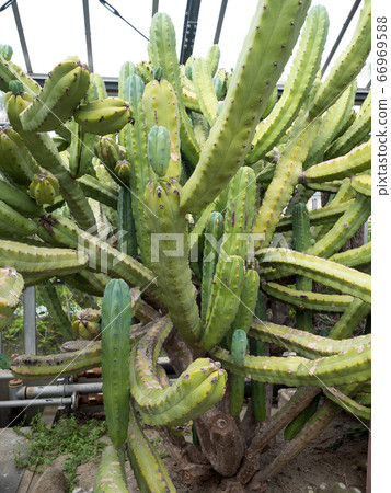 仙人掌朝霧閣 66969588