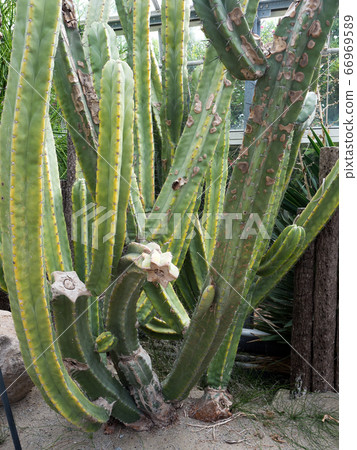 仙人掌朝霧閣 66969589