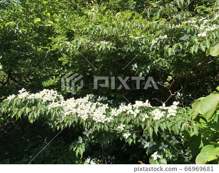 Background with trees and flowers 66969681