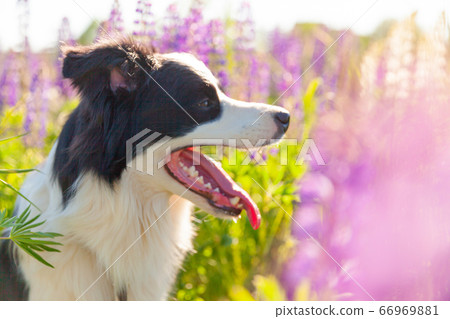 Outdoor portrait of cute smiling puppy border 66969881