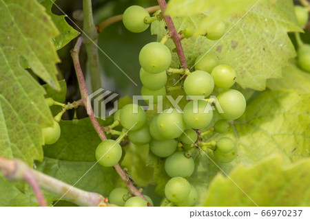 grape 66970237
