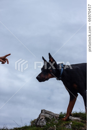 young black doberman breed dog hiking in mountains young black doberman breed dog hiking in mountains 66970457