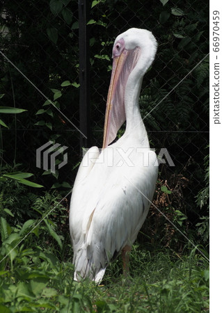 Pelican 66970459