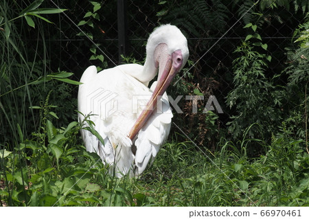 Pelican Pelican 66970461