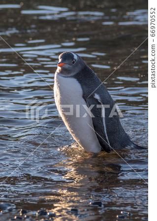 Wet gentoo penguin standing in water at the Wet gentoo penguin standing in water at the 66970552