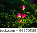 Rosehip bush with pink flowers 66970586