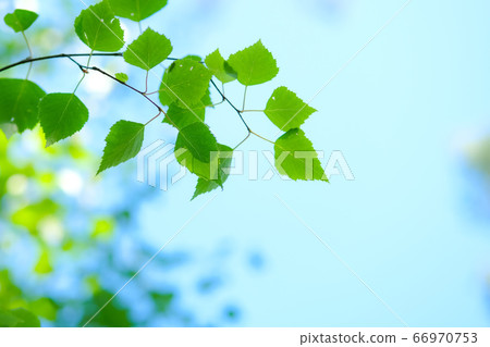 Natural eco display forest background. 66970753