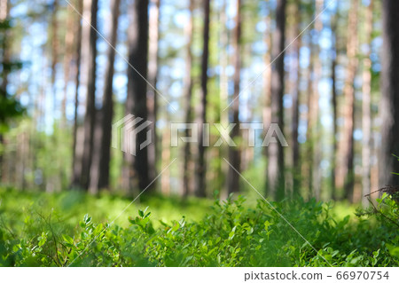 Natural eco display forest background. 66970754