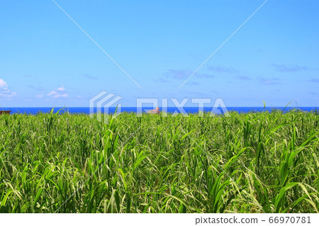 Sugarcane field in Miyakojima Sugarcane field in Miyakojima 66970781