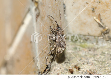 Atmonsabi Kamikiri 66971328