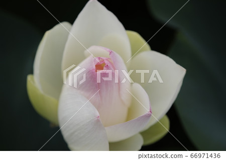 蓮花 蓮花 66971436