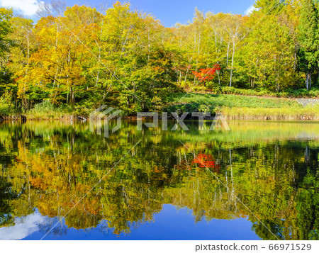 Autumn leaves forest and Amaike 66971529