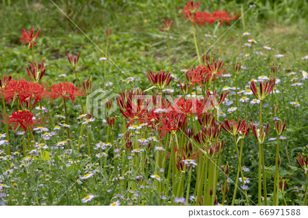 Cluster amaryllis of Lake Biwa Katsurahama Cluster amaryllis of Lake Biwa Katsurahama 66971588
