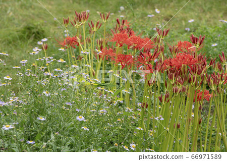 Cluster amaryllis of Lake Biwa Katsurahama Cluster amaryllis of Lake Biwa Katsurahama 66971589