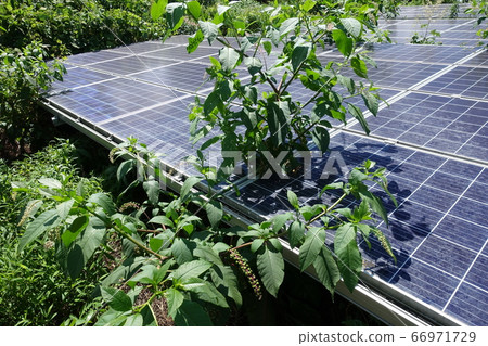 雜草叢生的太陽能發電廠 雜草叢生的太陽能發電廠 66971729