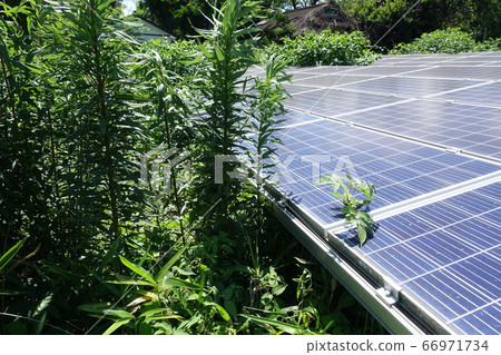 Solar power plant with overgrown weeds Solar power plant with overgrown weeds 66971734